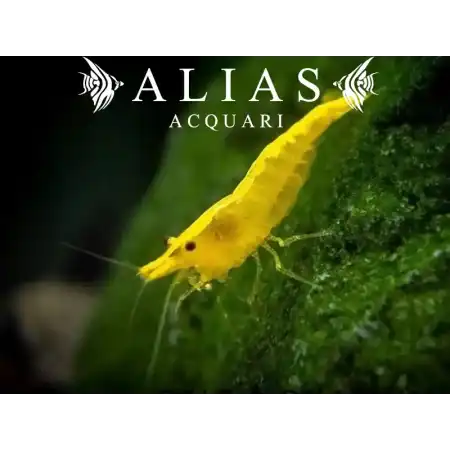 Yellow Shrimp