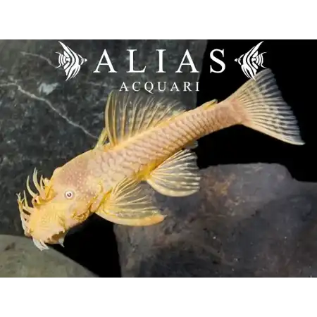 Ancistrus albino