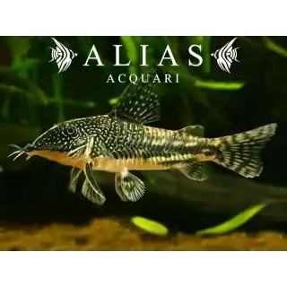Corydoras (Scleromystax) barbatus
