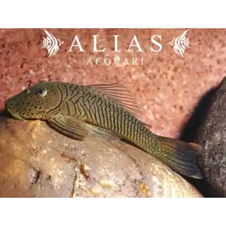 Chaetostoma thomsoni