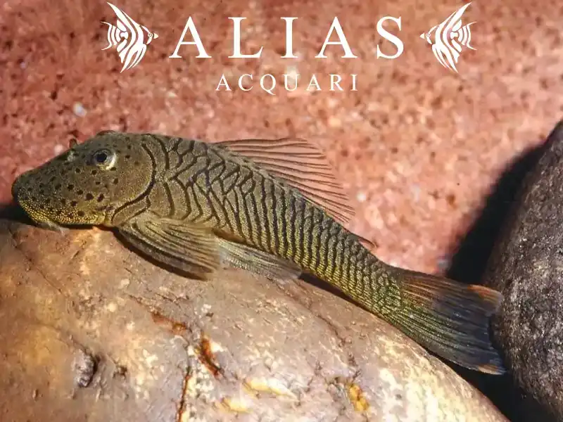 Chaetostoma thomsoni