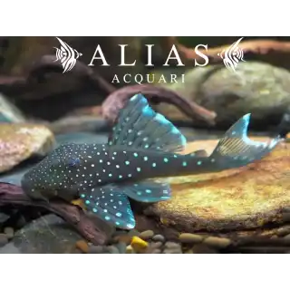 L128 Hemiancistrus sp.