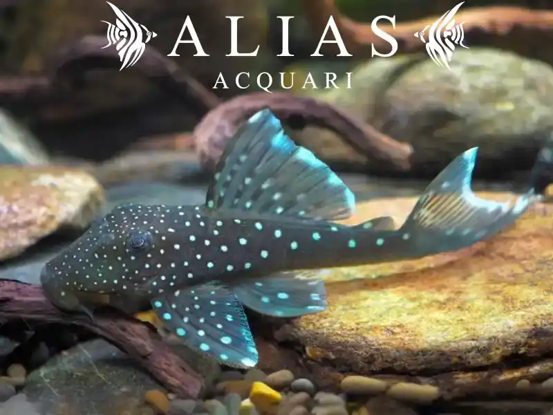 L128 Hemiancistrus sp.