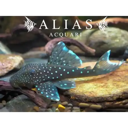 L128 Hemiancistrus sp.