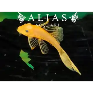Ancistrus L144 blue eye