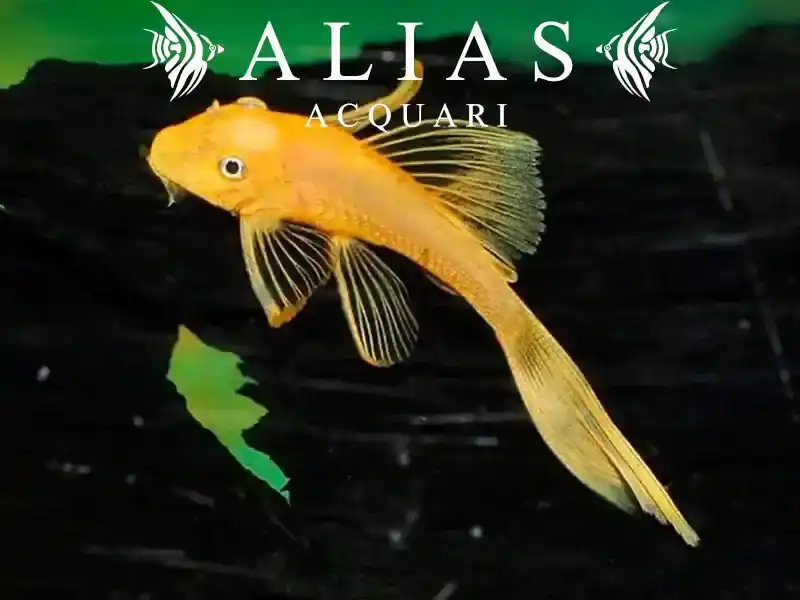 Ancistrus L144 blue eye