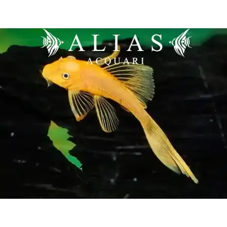 Ancistrus L144 blue eye