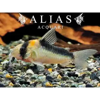Corydoras Duplicareus