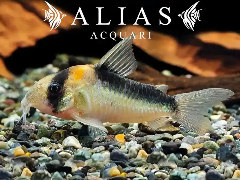 Corydoras Duplicareus