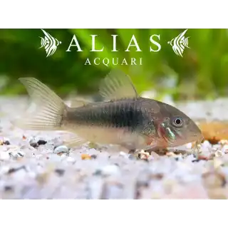 Corydoras Aeneus