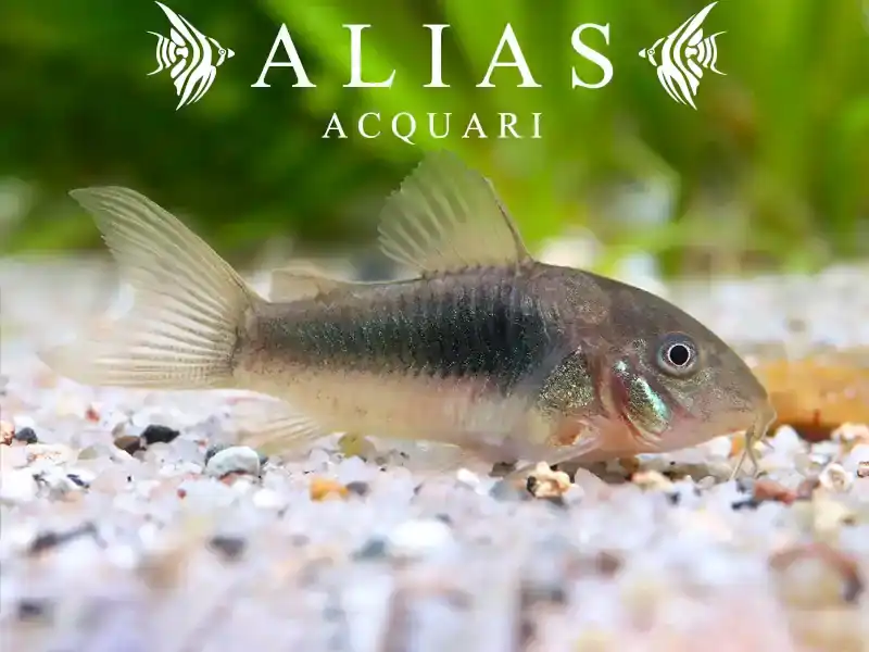 Corydoras Aeneus