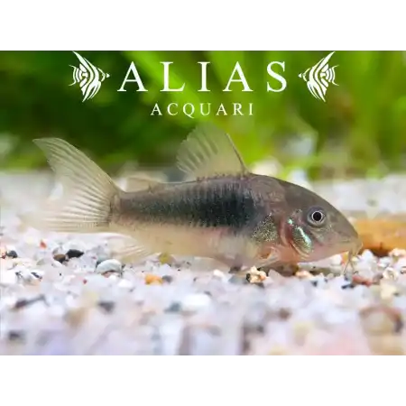Corydoras Aeneus
