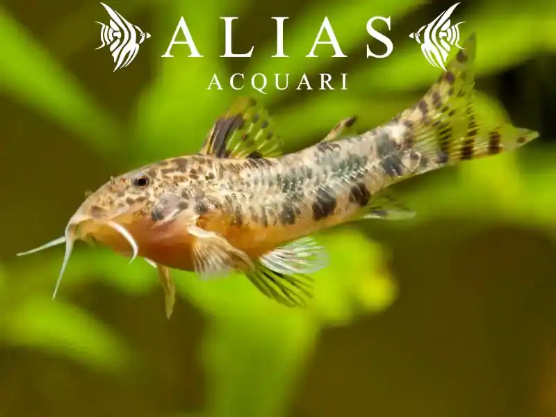 Aspidoras Spilotus