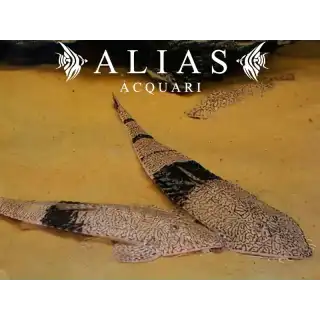 Pseudohemiodon apithanos