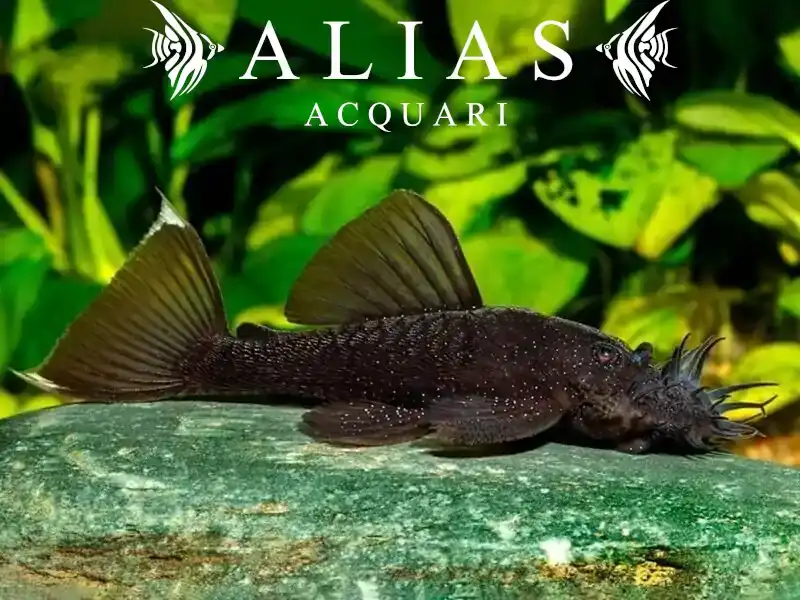 Ancistrus sp.