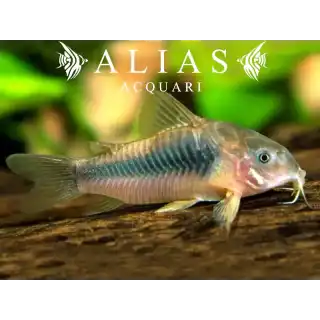 Corydoras sp. aff. Eques