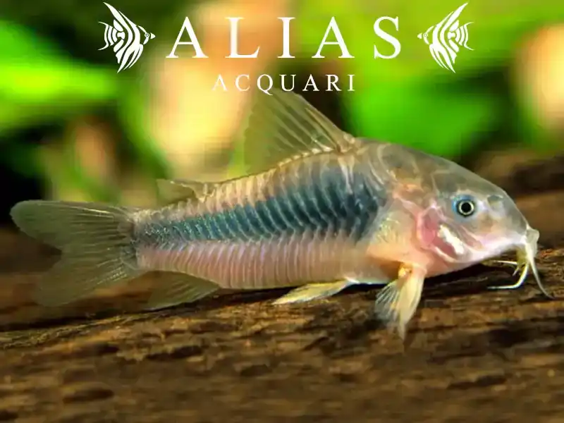 Corydoras sp. aff. Eques