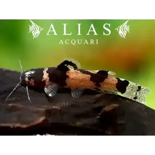 Microglanis poecilus