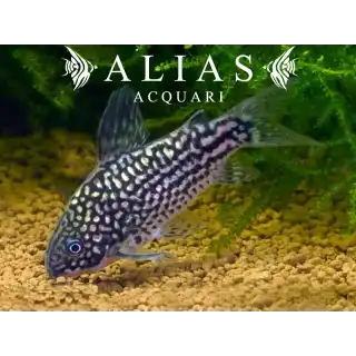 Corydoras Elegans