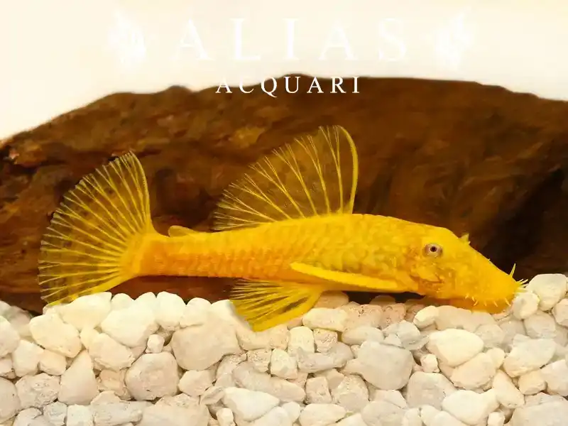 Hypostomus plecostomus gold