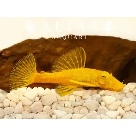Hypostomus plecostomus gold