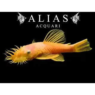 Ancistrus sp. gold