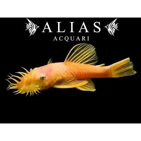 Ancistrus sp. gold