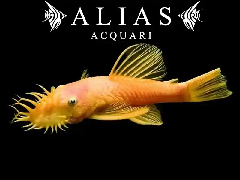 Ancistrus sp. gold