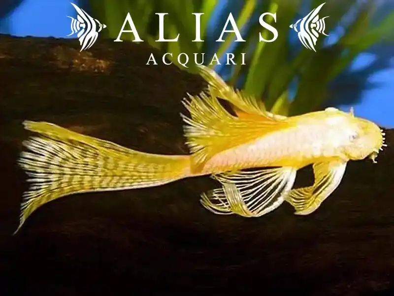 Ancistrus sp. Gold Long Fin
