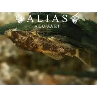 Ancistrus sp. LDA16