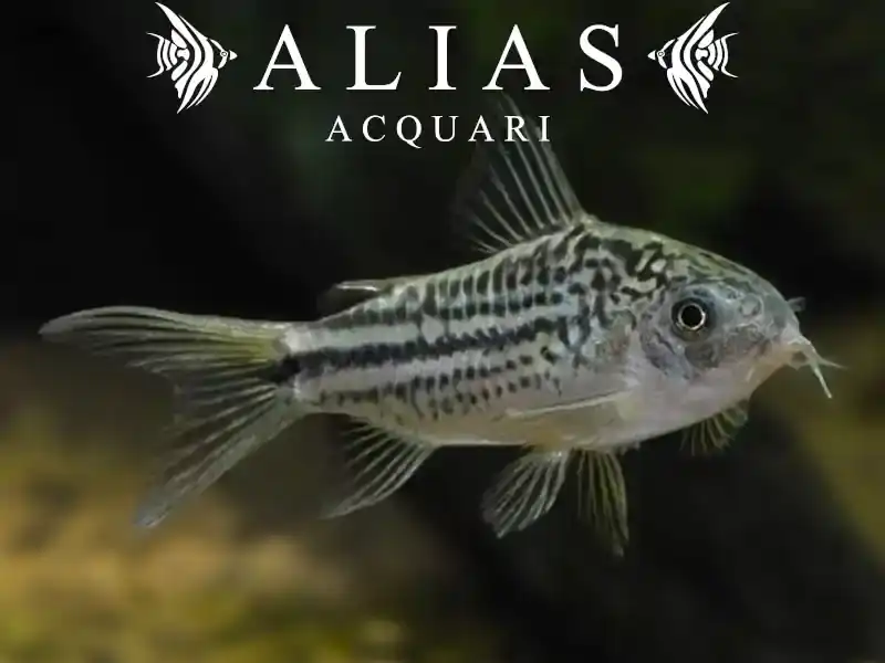 Corydoras Nannus