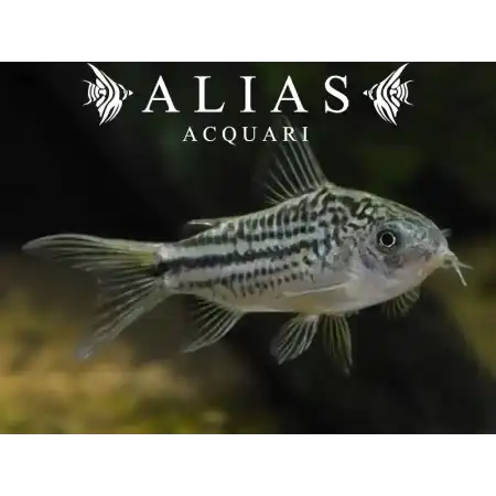 Corydoras Nannus