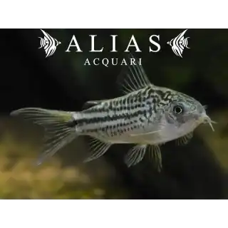 Corydoras Nannus