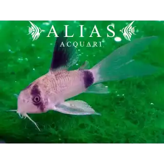 Corydoras panda long fin