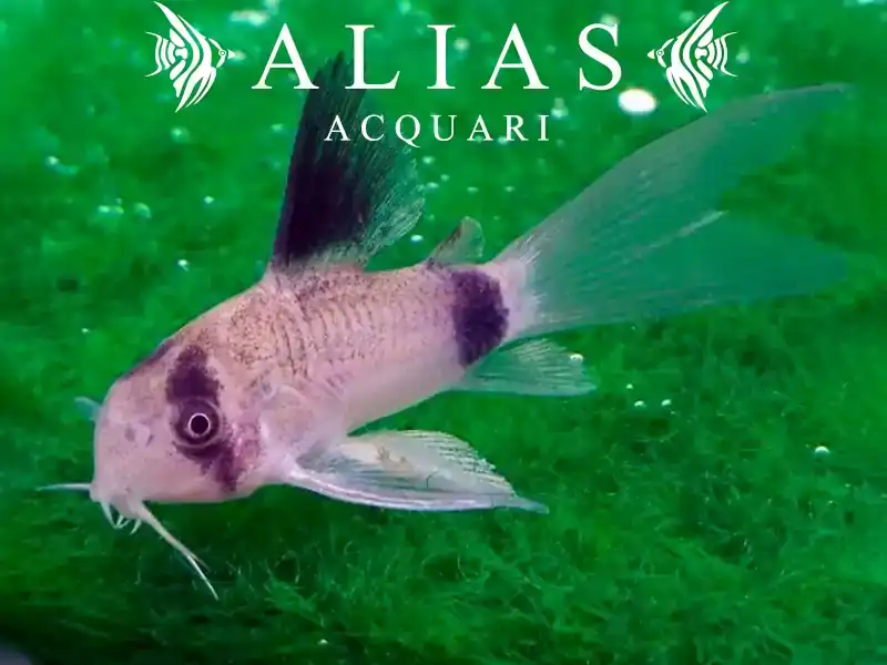 Corydoras panda long fin