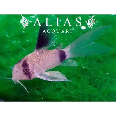 Corydoras panda long fin