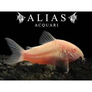 Corydoras aeneus neon albin