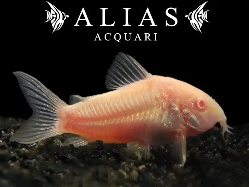 Corydoras aeneus neon albin