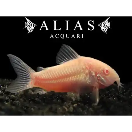 Corydoras aeneus neon albin