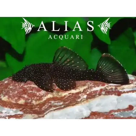 Ancistrus Hoplogenys