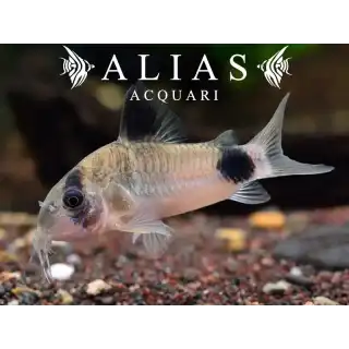 Corydoras Panda