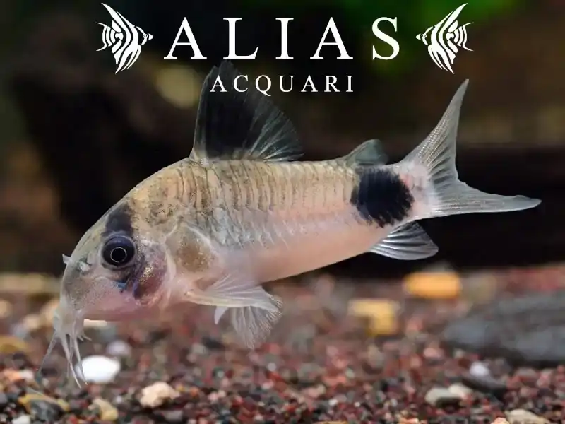 Corydoras Panda