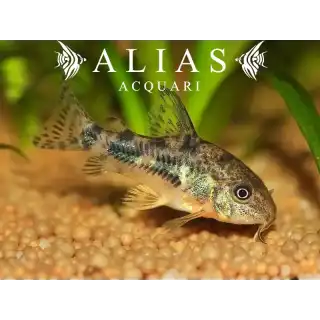 Corydoras Paleatus