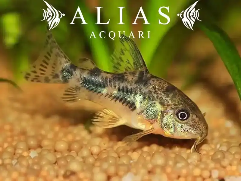 Corydoras Paleatus