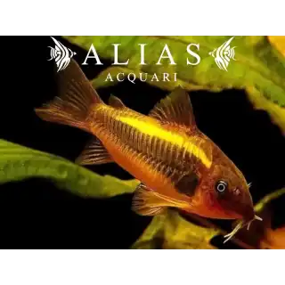 Corydoras aeneus peru gold stripe