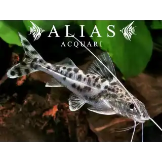 Pimelodus pictus