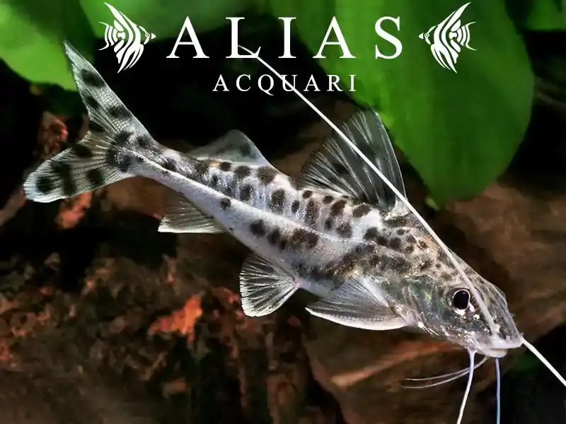 Pimelodus pictus