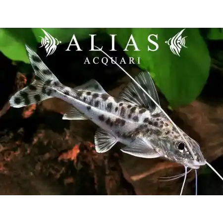 Pimelodus pictus