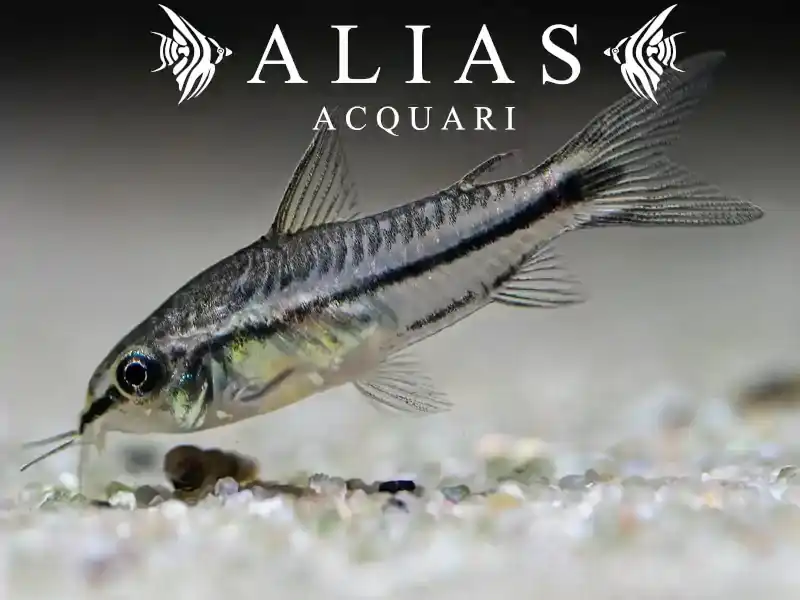 Corydoras pygmaeus