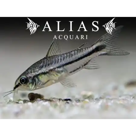 Corydoras pygmaeus